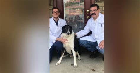 Broke Couple Tries To Kill Border Collie | The Animal ...