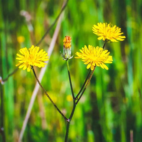 Dandelion Foraging Identification Look Alikes And Uses