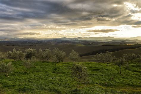 The Olive Grove Toscana Italy Roberto Sivieri Flickr