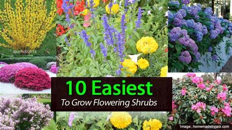 10 Easiest To Grow Flowering Shrubs