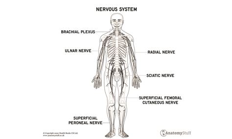 The Human Nervous System Nervous System Anatomy Anatomystuff