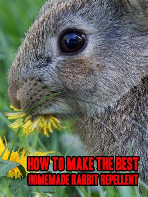 August 9, by shellie wilson. How To Make The BEST Homemade Rabbit Repellent - Home ...