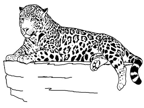Black Leopard Coloring Pages Jesyscioblin