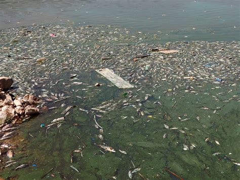 Photos Polluted Lebanon Lake Spews Out Tonnes Of Dead Fish News