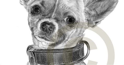Dog Chihuahua Chiwawa Pencil Drawing Print A4 Size Artwork Signed