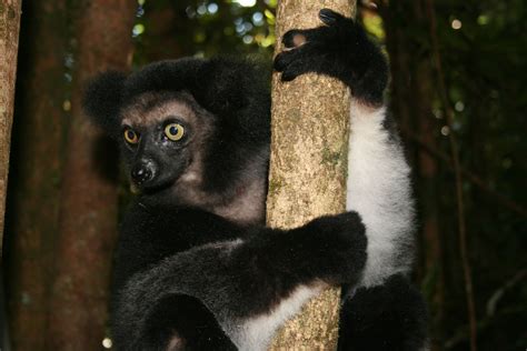 Indri Are The Largest Lemurs 7 8 Kg These Wonderful Animals Are