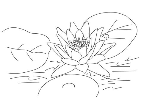 Bunga teratai bisanya tumbuh di perairan yang tenang, tanaman ini bisa kita temukan di kolam, danau atau perairan yang tenang. Mewarnai Kolam Bunga Teratai / Tanaman akuatik nan kuat ...