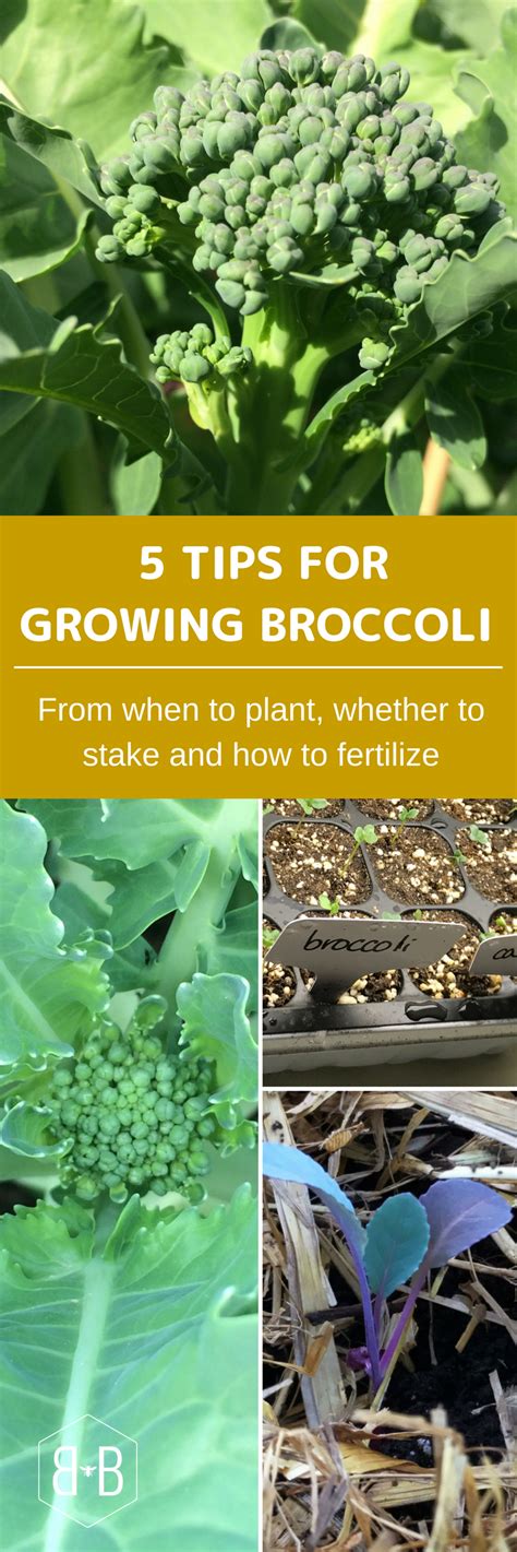 Tip 1 Make Sure You Plant Broccoli Early Before Mid
