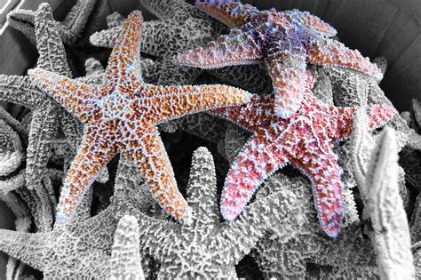 Starfish Photo Taken And Edited By Christin Garneau Photo Starfish