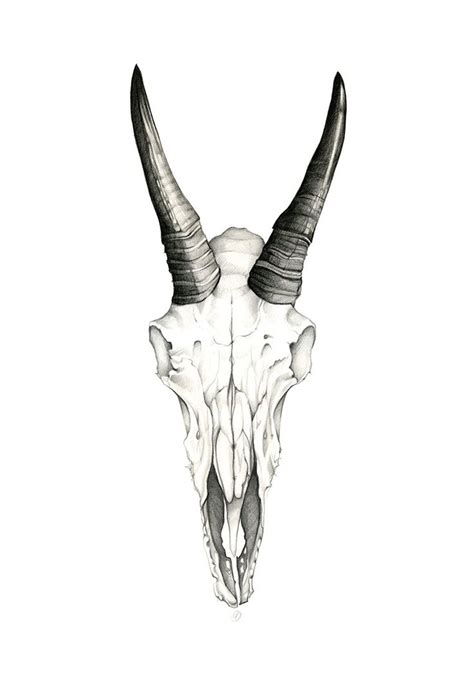 Maybe you would like to learn more about one of these? Mountain Goat Skull | Goat skull, Animal skull tattoos ...