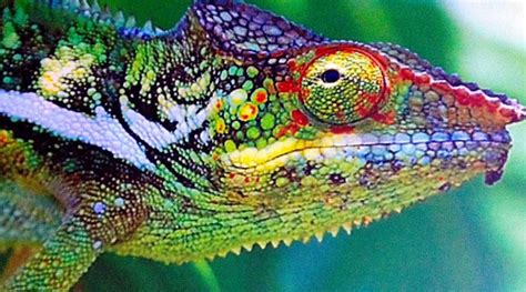 Camaleonti in vendita in animali: Alla scoperta di lemuri e camaleonti