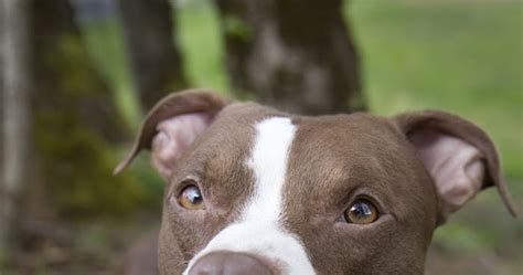 Maybe you would like to learn more about one of these? Shelter Dogs of Portland: "BANDIT" soft and adorable ...