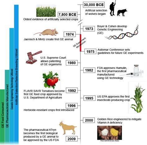 A Short History Of Gmos From Prehistoric Times To Today Genetic