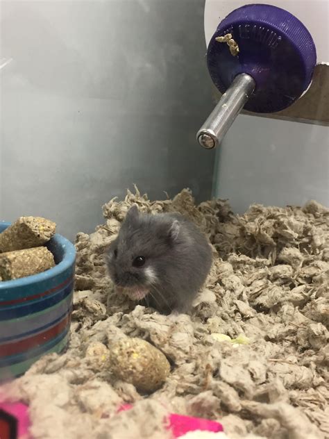 Cute Hamster At Petsmart😉 Rhamsters