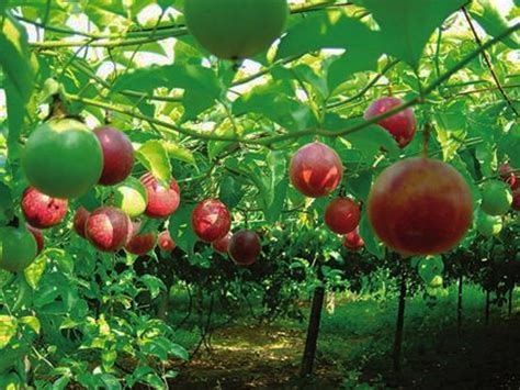 Passion fruit trees love the sun, and so it's important to make sure they have as much sun as possible. Passion fruit from Vietnam - Saka Saka
