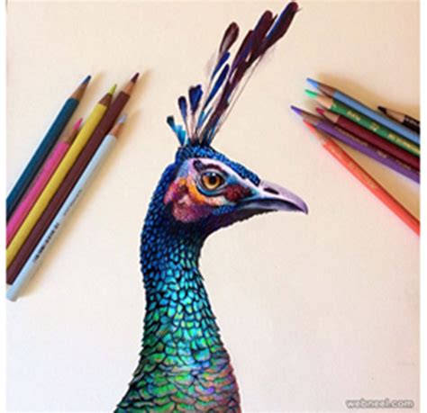 40 Most Realistic Colour Pencil Drawings Buzz 2018