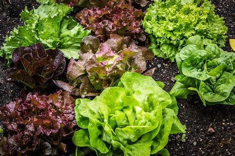 When To Plant Cold Season Vegetables