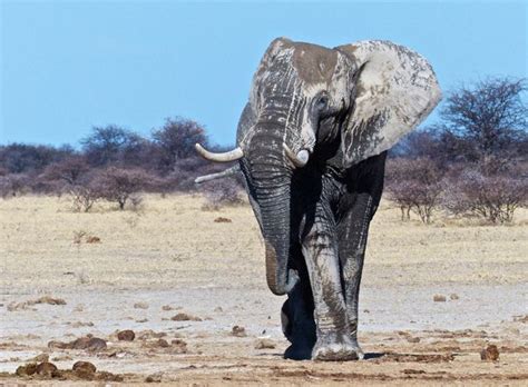 Bench Press Safari Deserts Elephant Africa Parts Top Animals