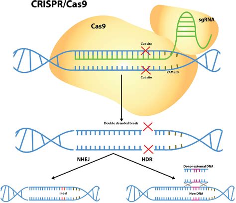 Figure 1 From Science And Bioethics Of Crispr Cas9 Gene Editing An