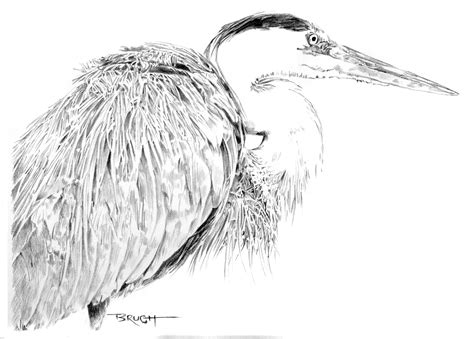 Day 29 A Drawing A Day Great Blue Heron The Art Of Michael Brugh