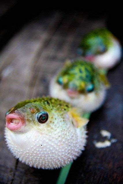 Gallery Of Smiling Adorable Baby Puffer Fish Puffer Fish Animals