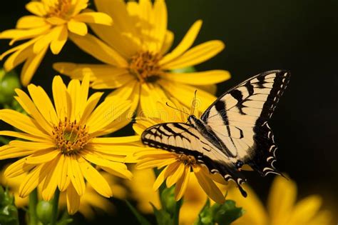 Glaucus Oriental De Tiger Swallowtail Butterfly De Papilio Image