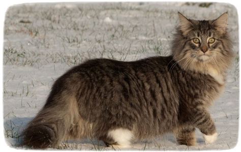 Extra Large Domestic Cat Breedspet Photos Gallery Cats Dog Breeds Picture