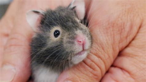 8 Things Your New Hamster Is Trying To Tell You New Pet