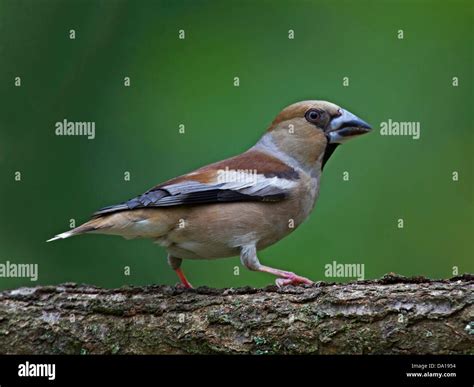 Hawfinch Female Hi Res Stock Photography And Images Alamy