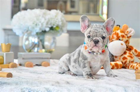 » looking for a french bulldog breeder? French Bulldog - Puppies / Bulldog Breeders | Poetic ...