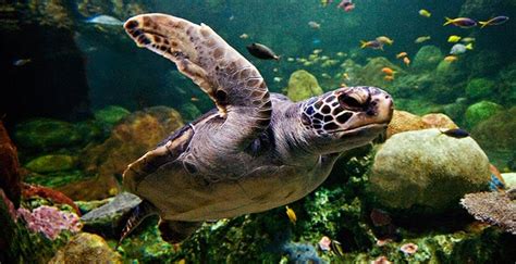 Turtle Reef Animal Viewing Seaworld San Diego