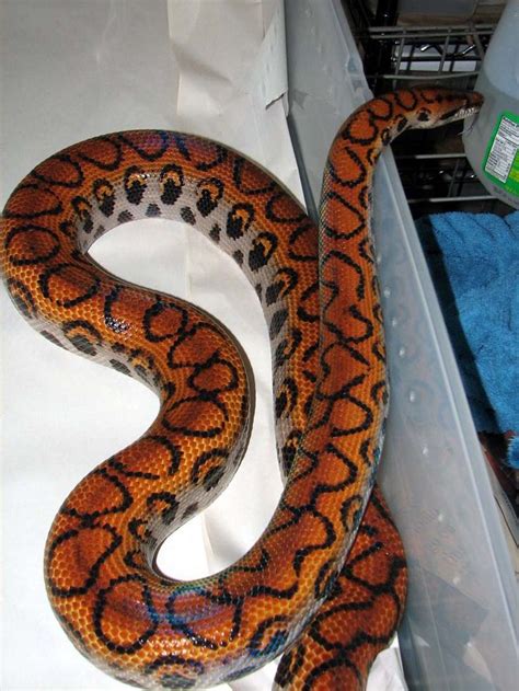 Brazilian Rainbow Boa Brazilian Rainbow Boa Cute Snake Colorful Snakes