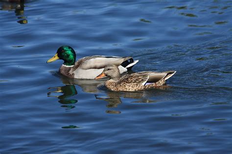 Pair Of Swimming Mallard Ducks Free Stock Photo Public Domain Pictures