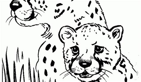 Cheetah coloring pages standing on tree coloringstar. Get This Cute Baby Cheetah Coloring Pages m57c2