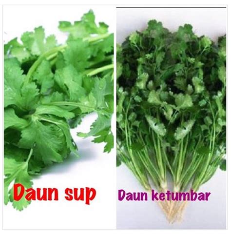 Efek ini juga menyebabkan seseorang untuk mudah serbuk daun ketumbar dimasukkan kedalam wadah kedap udara dan disimpan di tempat yang kering dan terlindungi dari sinar matahari langsung. Food, Lifestyle, Education, Parenting, DIY | CaraResepi