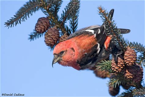 One call is a hard vibrant tchet, usually quickly doubled or given in a rapid chattering series of up to eight. White-winged Crossbill