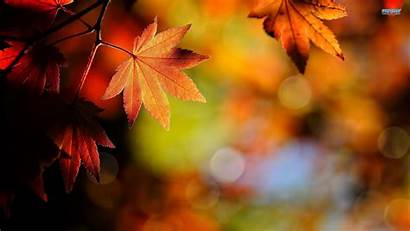 Leaves Autumn