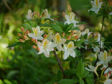 Choose from our huge selection of colorful blooming bushes. Rhododendron 'daviesii'. | Flowering shrubs, Rhododendron ...