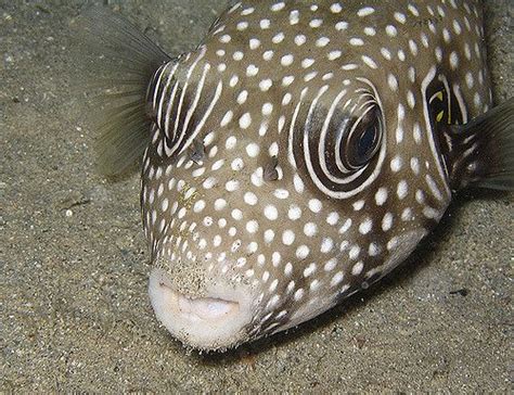 White Spotted Puffer White Spotted Pufferfish Arothron Hispidus
