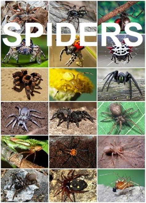 Top 10 Interesting And Fun Facts About Spiders Types Of Spiders