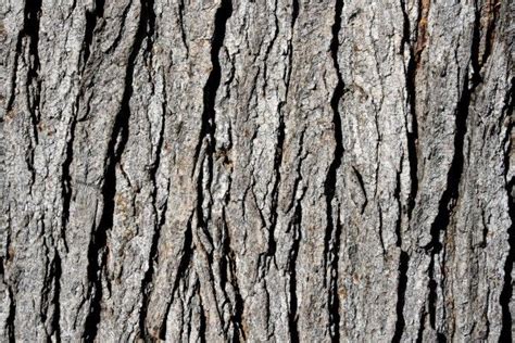 Tree Bark Texture Free High Resolution Photo Texture Drawing Texture