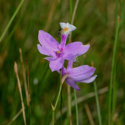 We did not find results for: wild plants michigan star pink