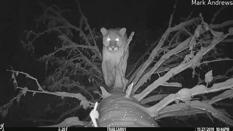 Trail Camera Catches Mountain Lion Youtube