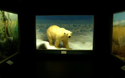 Polar Bear Diorama In The Stoll Wing Mounted On The Wall A Flickr