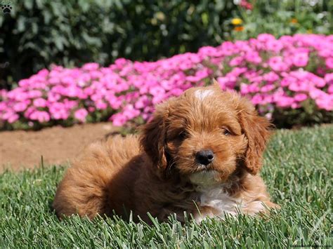 Here are pics of the cocker spaniel mix puppies. Skip - Brittany Spaniel Mix Puppy For Sale in Pennsylvania