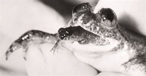 Cloning Brings Extinct Frog Back From Dead Australian Geographic