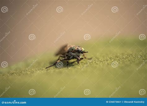 Gadfly With Amazing Eyes Incredible Wildlife Summer Day Stock Image