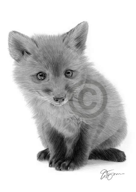 Red Fox Cub Art Pencil Drawing Print A4 Only Signed By Artist Gary
