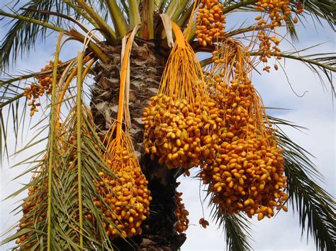 6 Best Phoenix Palm Trees To Plant Lawnstarter