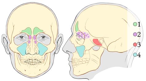 When you were a baby, you had tiny hands, tiny feet, and tiny everything! Skeletal pneumaticity - Wikipedia
